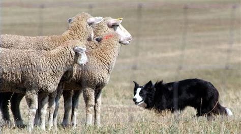 border collie herding. | Border collie herding, Herding dogs, Border collie dog