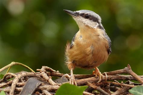 NUTHATCH (Sitta europaea) - songbird factfile