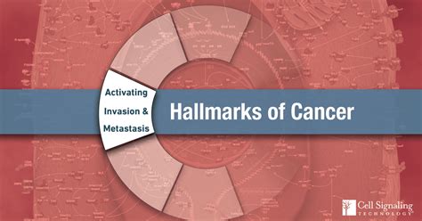 Hallmarks of Cancer: Activation Invasion and Metastasis