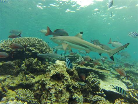 Sharks Need Healthy Coral Reefs, 10-Year Study Finds | Live Science