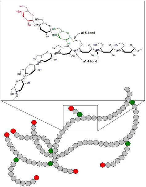 Glycogen Metabolism in Human Body - Biology Notes Online