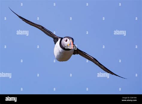 Puffin in flight Stock Photo - Alamy