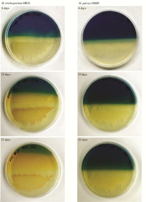 3 Modified split NMS/Cu-CAS plates for detection of chalkophore... | Download Scientific Diagram