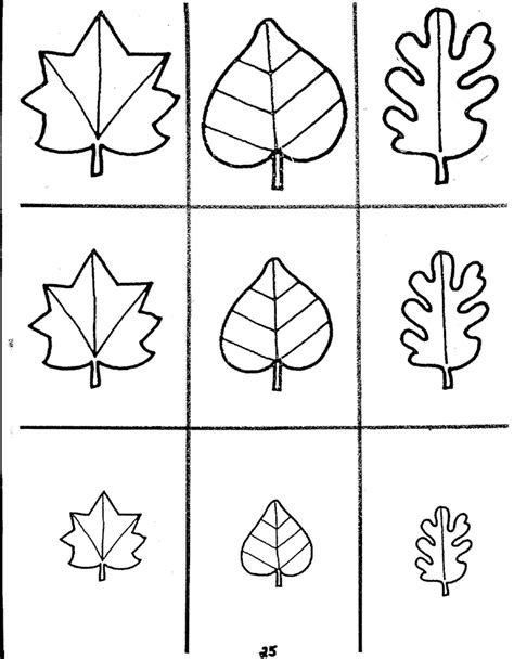 Shapes Of Leaves Worksheets