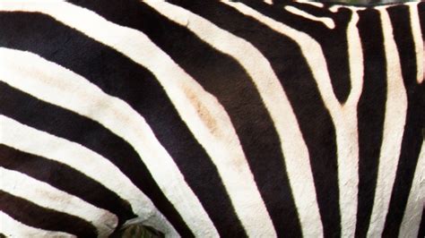 Why Do Zebras have strips? - Details Nature Speakz