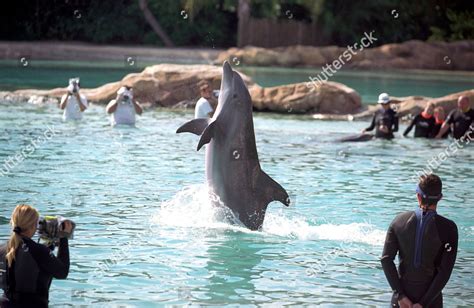 Dolphin Performs Discovery Cove Florida Editorial Stock Photo - Stock Image | Shutterstock