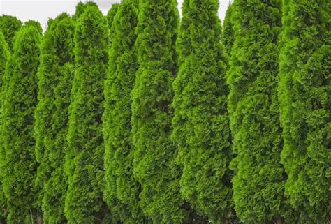 Holmstrup Arborvitae Growth Rate, Pruning, Spacing