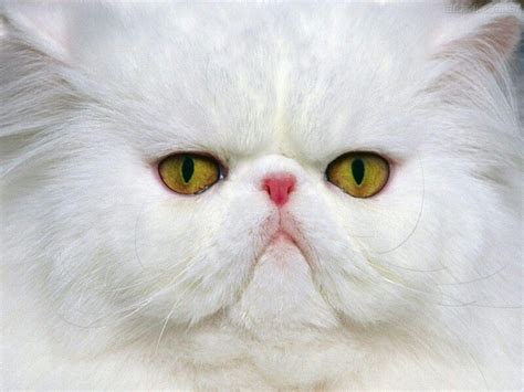 Persa branco | Persian cat white, Persian cat, Cute cats