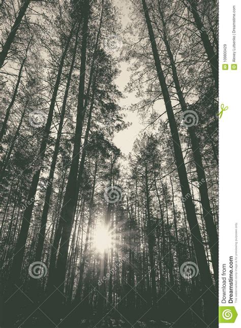 Sunrise in a Pine Forest in the Autumn. Monochrome Photo Stock Image - Image of season, pine ...