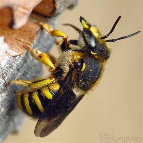 European Wool Carder Bee ( Anthidium maricatum ) . Wool Carder Bee ...