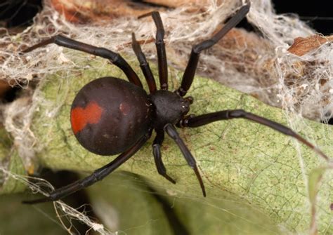 Redback Spiders : School of Biomedical Sciences