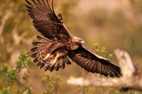 Águila real: historia del animal en peligro de extinción en México