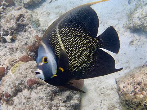 Snorkeling Aruba | A Guide to the Best Spots | Snorkeling Report