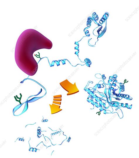 Protein Folding - Stock Image - A617/0215 - Science Photo Library