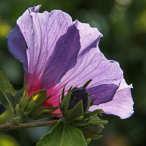 Hibiscus syriacus – the summer-blooming shrub that just keeps on giving