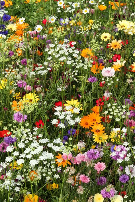 Candy PA07 - From £0.83 per sq m | Wild flower meadow, Flower garden ...