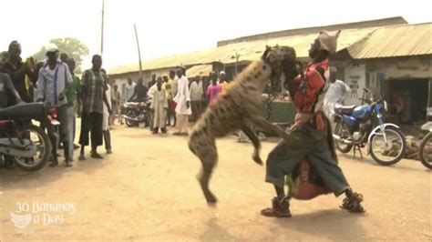 Hyena Attacks Man On Street Caught On Camera & Explained - YouTube