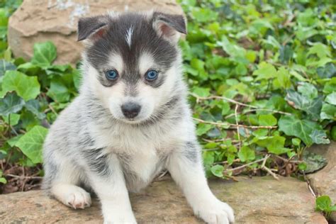 How Big Is A Full Grown Teacup Pomsky