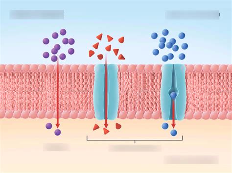 Types of Passive Transport Diagram | Quizlet