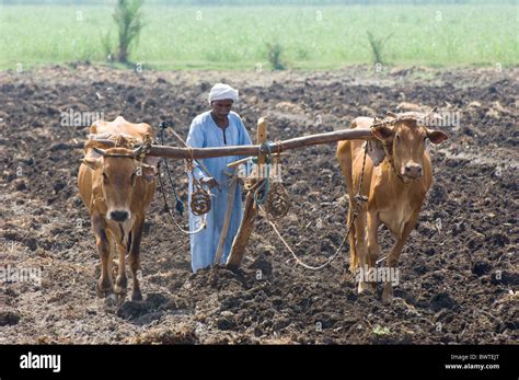 Egypt sowing wooden plough ploughing sesame Farming West Bank Luxor cattle cow cows bovid ...