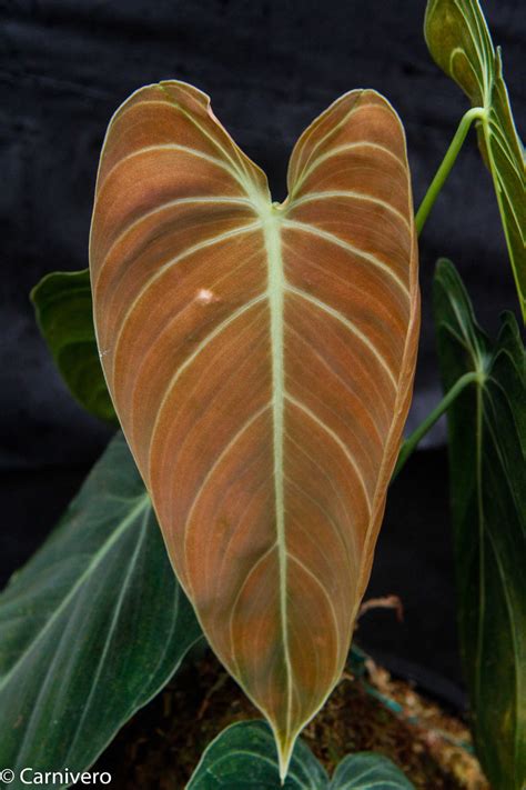 Philodendron melanochrysum – Carnivero