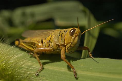 LANGOSTA, UNA PLAGA QUE AMENAZA A LA AGRICULTURA