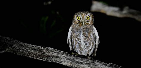 Arizona Birding Tour with FIELD GUIDES: Owls and Nightjars