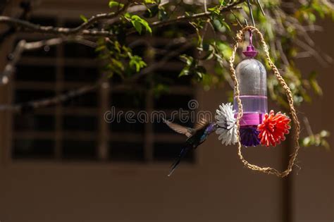 A Hummingbird Drinking Water from a Fountain. Stock Image - Image of ...