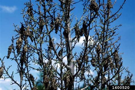 Bagworm Explosion - Metropolitan Forestry Services, Inc.