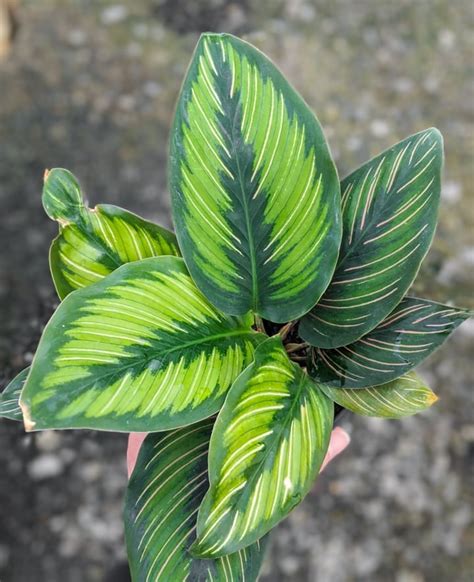 All about calathea plants & caring for different common varieties!