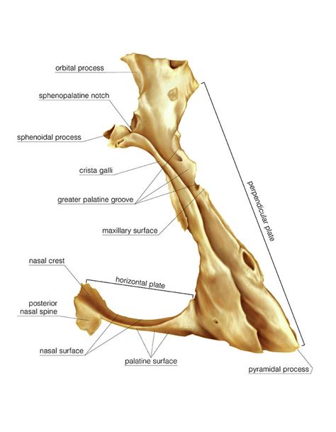 Palatine Bone Photograph by Science Photo Library - Pixels