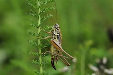 Cockroach vs. Cricket | List of all Differences & Similarities