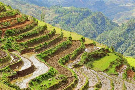 Rice Terraces of Sapa in Vietnam Stock Image - Image of sapa, rice: 164381989