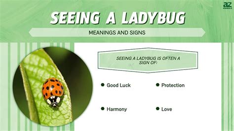 Ladybug Symbolism: 19 Spiritual Meanings Of Ladybugs