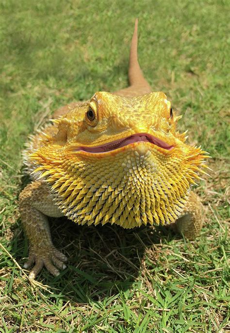 Smiling Bearded Dragon Photograph by Susan Leggett