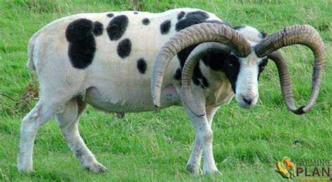 Jacob Sheep: Four Horned Piebald Sheep - Farming Plan