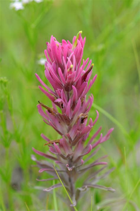 Indian Paintbrush of a Different Color – North Texas Farm and Ranch