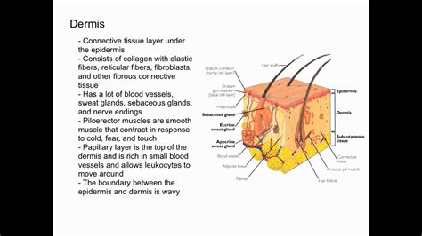 Dermis Layer