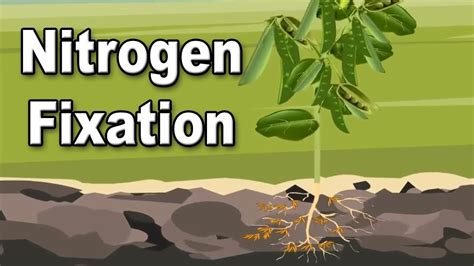 Nitrogen fixation | 9th Std | Biology | ICSE Board | Home Revise - YouTube