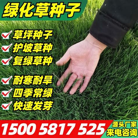 Lawn seed bermudagrass grass mixed seeding sijiqing seed grass slope protection tall fescue ...