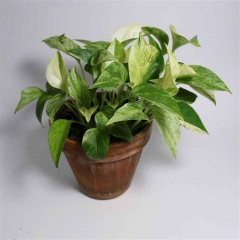 The Best Winter Indoor Plants that Add Colour and Life to your Home ...