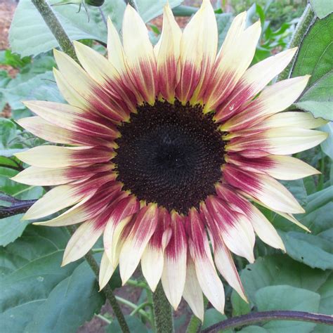 Sunflowers: How to Choose the Best Varieties for your Garden - Swallowtail Garden Seeds Blog