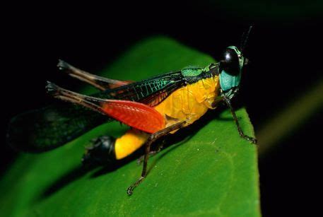 rainforests+national+geographic | National Geographic: A close view of a rainforest grasshopper ...