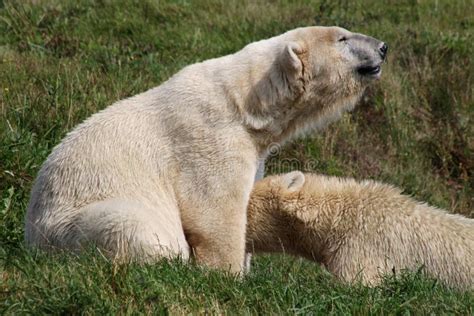 Polar bear feeding stock photo. Image of czech, prague - 18505258