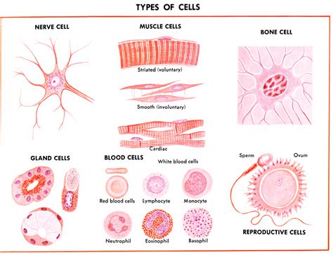 Cells come in different shapes that correspond to unique functions ...