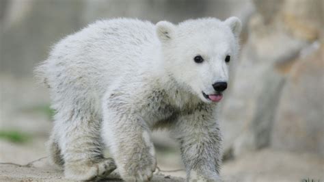 Death of Knut, the Polar Bear, Finally Explained | Vanity Fair