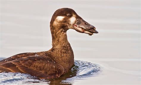 Surf Scoter | Audubon Field Guide