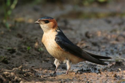 birds of europe: Photo