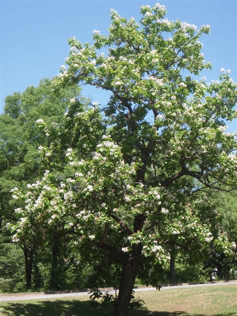 Catalpa speciosa (Cigar Tree, Northern Catalpa, Western Catalpa) | North Carolina Extension ...