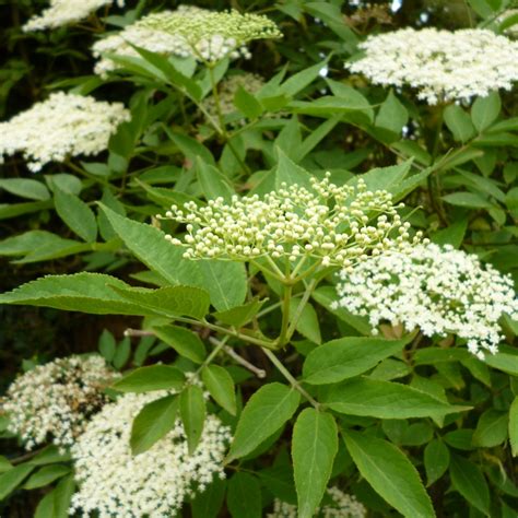 Sambucus nigra / Gewone vlier – Ons Kanaal